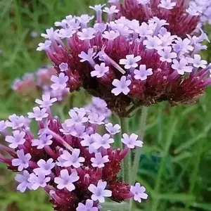 Verbena 'Lollipop'